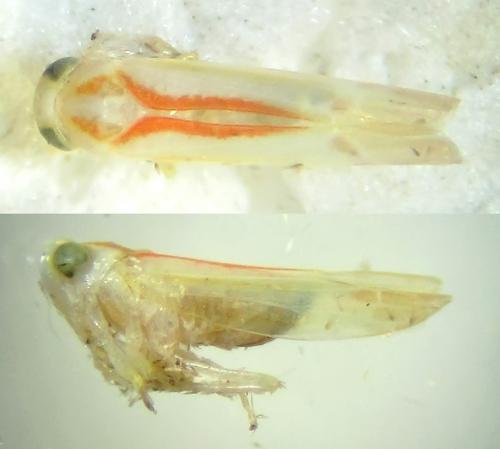 Réf. 290 377 : Alebra albostriella